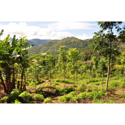 Timor Leste Forest Carbon